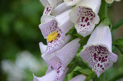 Foxglove flowers