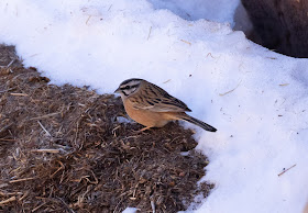 Rock Bunting - Atlas Mountains, Morocco