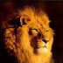Lion (Characteristics)
