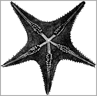 starfish_15008_lg