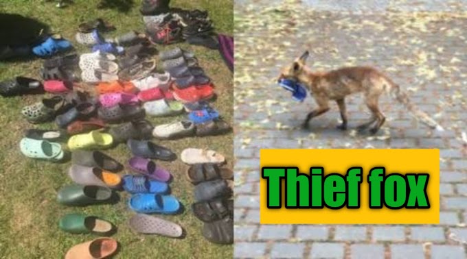 Thief fox found with 100 pair of shoes