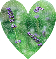 Lavender's Blue