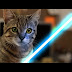 Chaton Jedi avec la Force