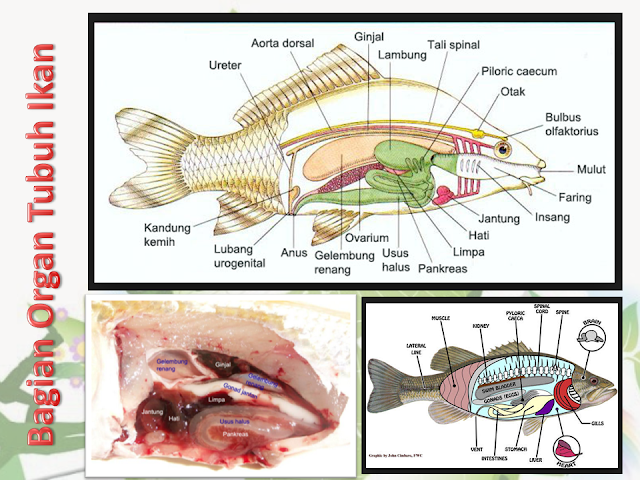 Bagian Organ Tubuh Ikan
