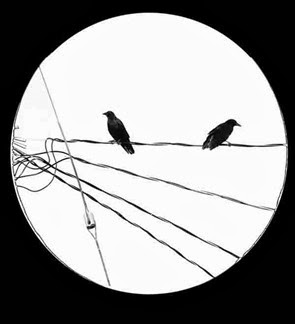 crows-on-the-wire
