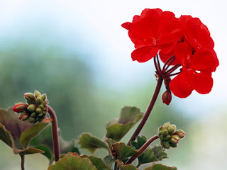 martha washington geranium