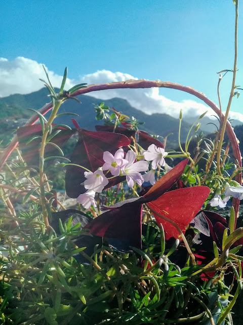 A planta é cultivada à meia-sombra ou sombra, em terra fértil e levemente úmida. Floresce no outono e inverno, entrando em dormência nas estações seguintes.    Para deixar de cultivar esse trevo, é necessário recolher todos os bulbos da terra, do contrário, ele será eterno em seu jardim.