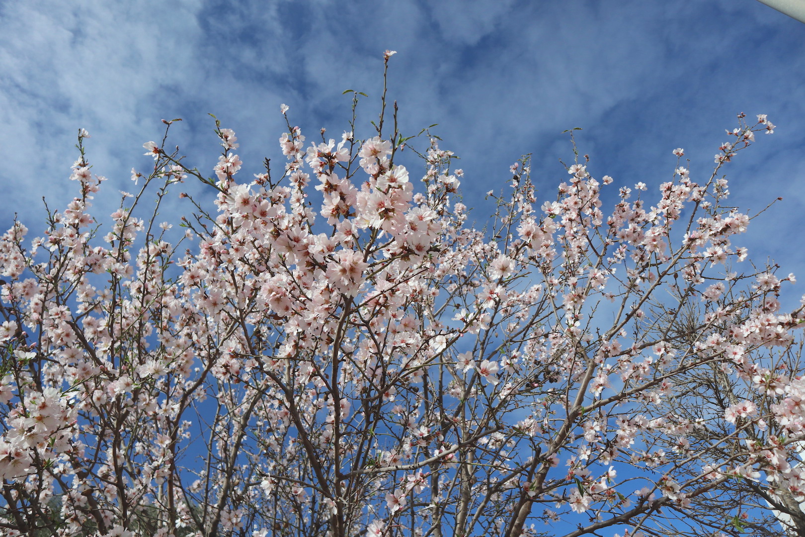 costa blanca tree blossoms