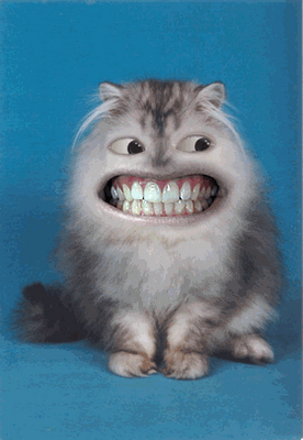  Images Funny on Funny Cats