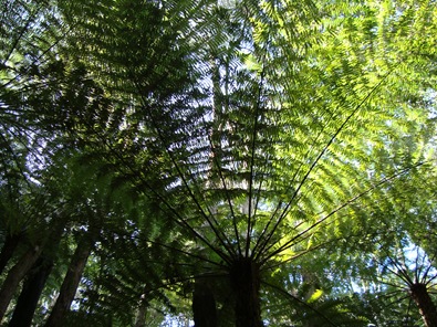 Tree fern