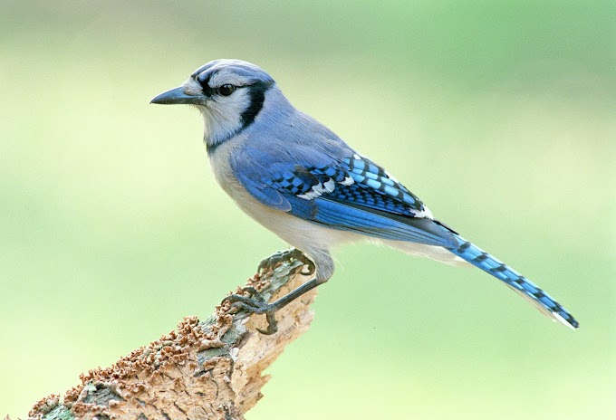 Blue Jays Birds / North American Blue Jay Photograph by Jim Hughes : Its credible imitations of hawks and owls can frighten smaller birds into dropping their food, which the jay promptly takes!