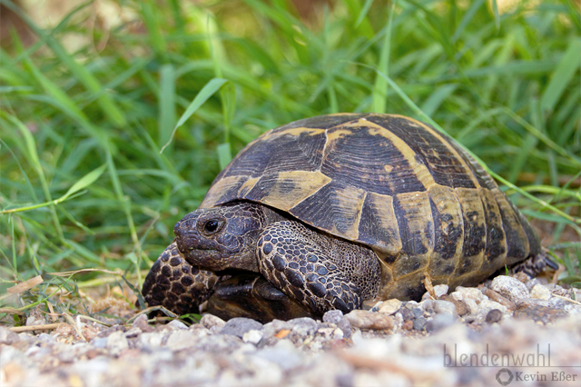 Greek tortoise - Testudo graeca