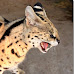 Serval morpheus picture hissing