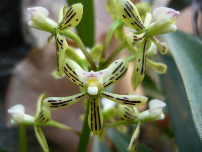 Prosthechea vespa - Wasp Prosthechea care