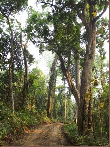 Satan Boran Forest scenes 8