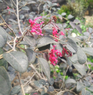 Pohon Serut Merah/Loropetalum