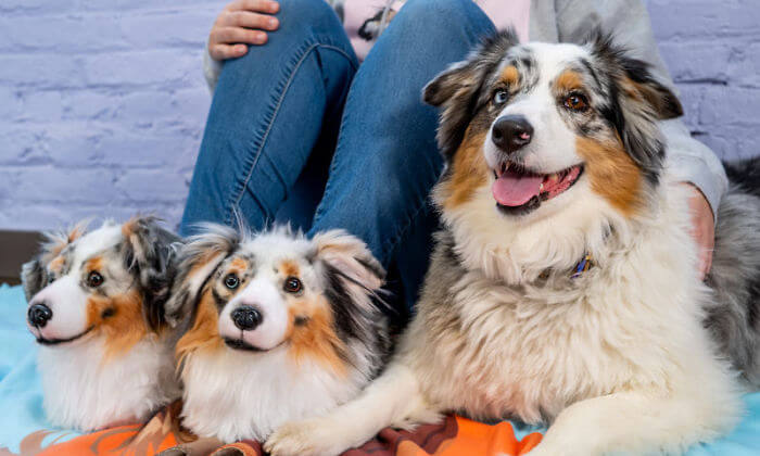 These Adorable Custom Pet Slippers Are The Dream For Every Pet Owner