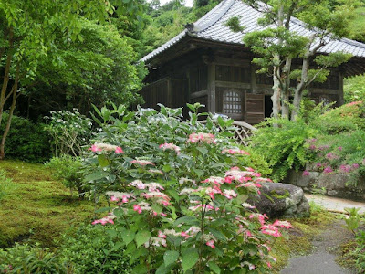 海蔵寺のアジサイ