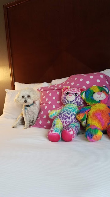 Andy the Poodle at the DoubleTree Biltmore in Asheville, NC