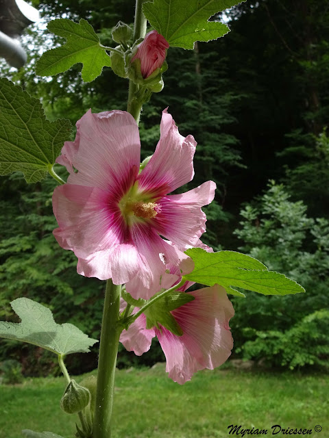 rose trémière