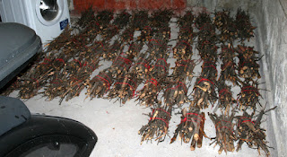 Kindling gathered together into the garage