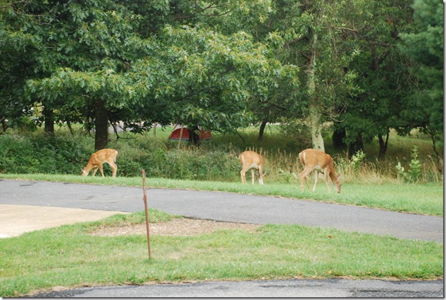 08-25-2011 C Shenandoah NP 044