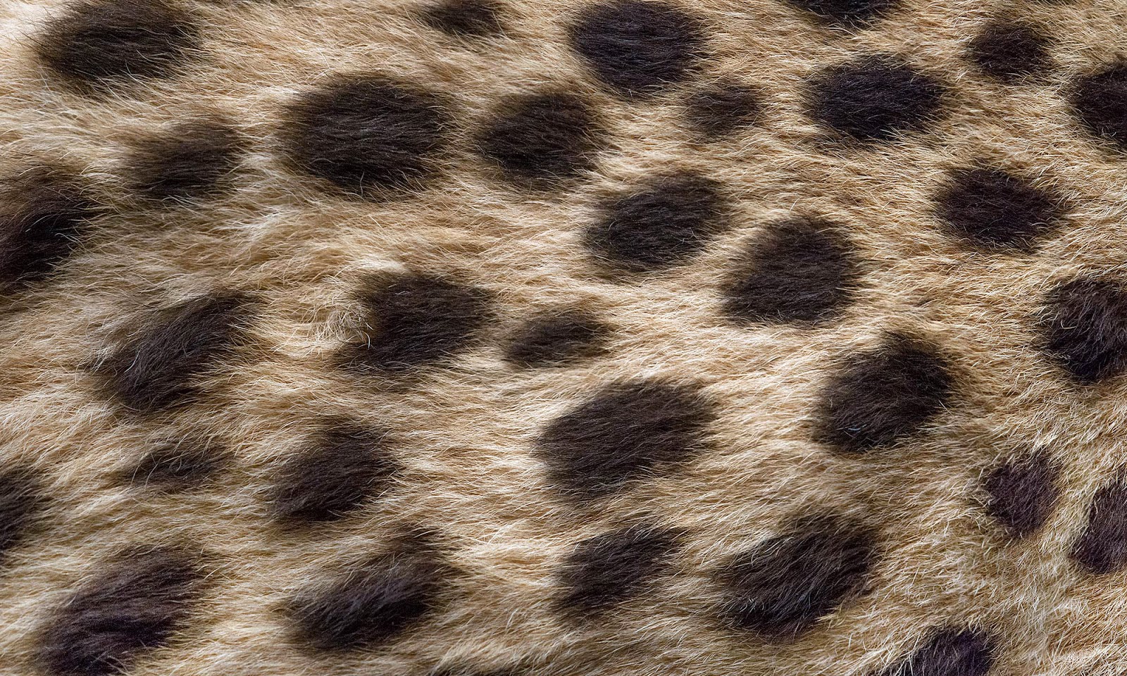 Zoë Design: Day 115 ~ Wallpaper-a-day "Cheetah"