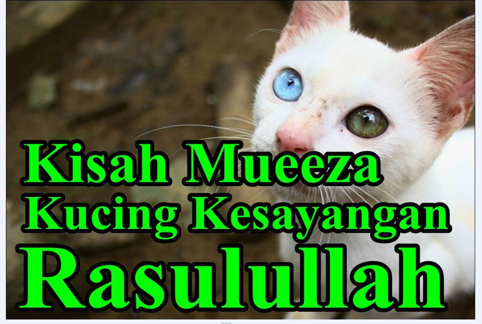 KUCING KESAYANGAN RASULULLAH - MUEEZA ~ Kucen Kucen Belog