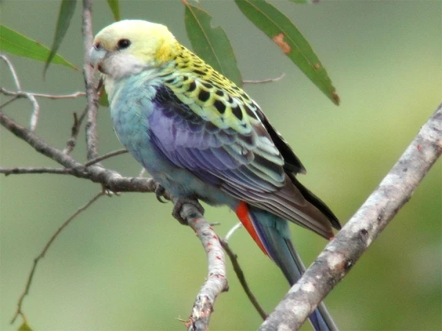 Parrot, Rosella, Australian Parrots, Parrot Training
