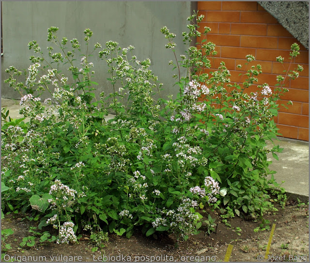 Origanum vulgare - Lebiodka pospolita, oregano