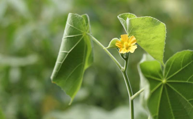 Indian Mallow Flowers