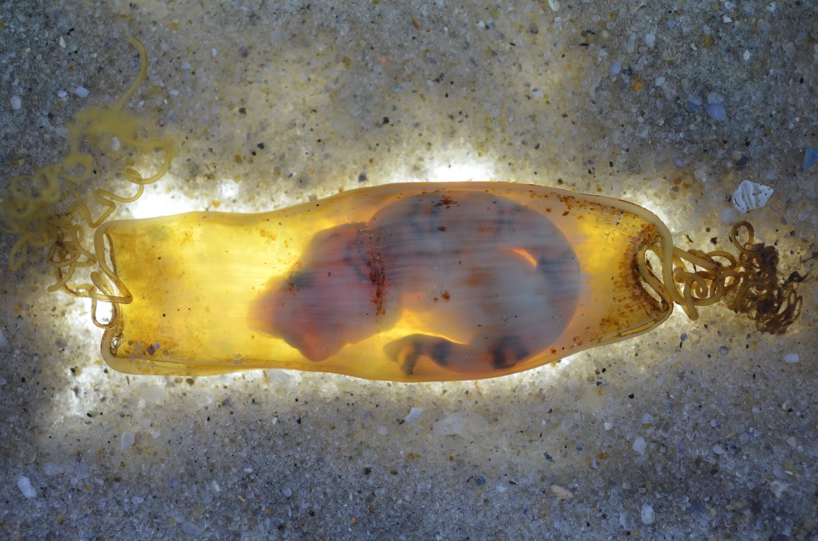 Mermaids Purse Egg Case Lesser Spotted Stock Photo 1026879328 | Shutterstock