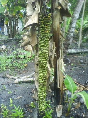 Pisang Berbuah 1000 Biji