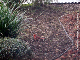 Red Cardinal Bird eating the Drake Chinese Elm Seeds