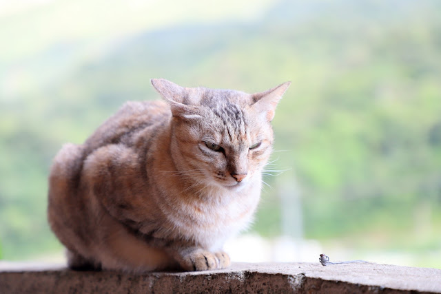 新北景點 猴硐貓村