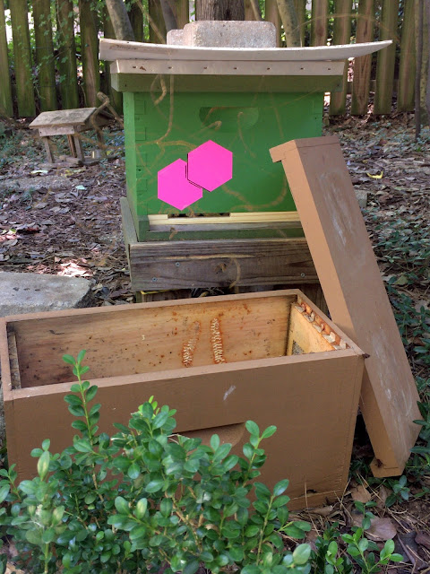 bee, beekeeping, betterbee, nucleus box, screened bottom board, swarm, swarm capture, ventilation, slow shutter, 