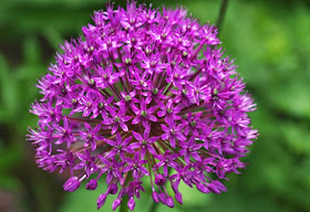 Prydsløg Allium Purple Sensation, smuk lilla løgblomster som er let at have i haven