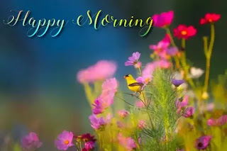 Good morning flower images free download