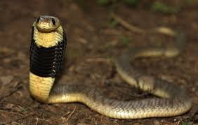 snouted cobra