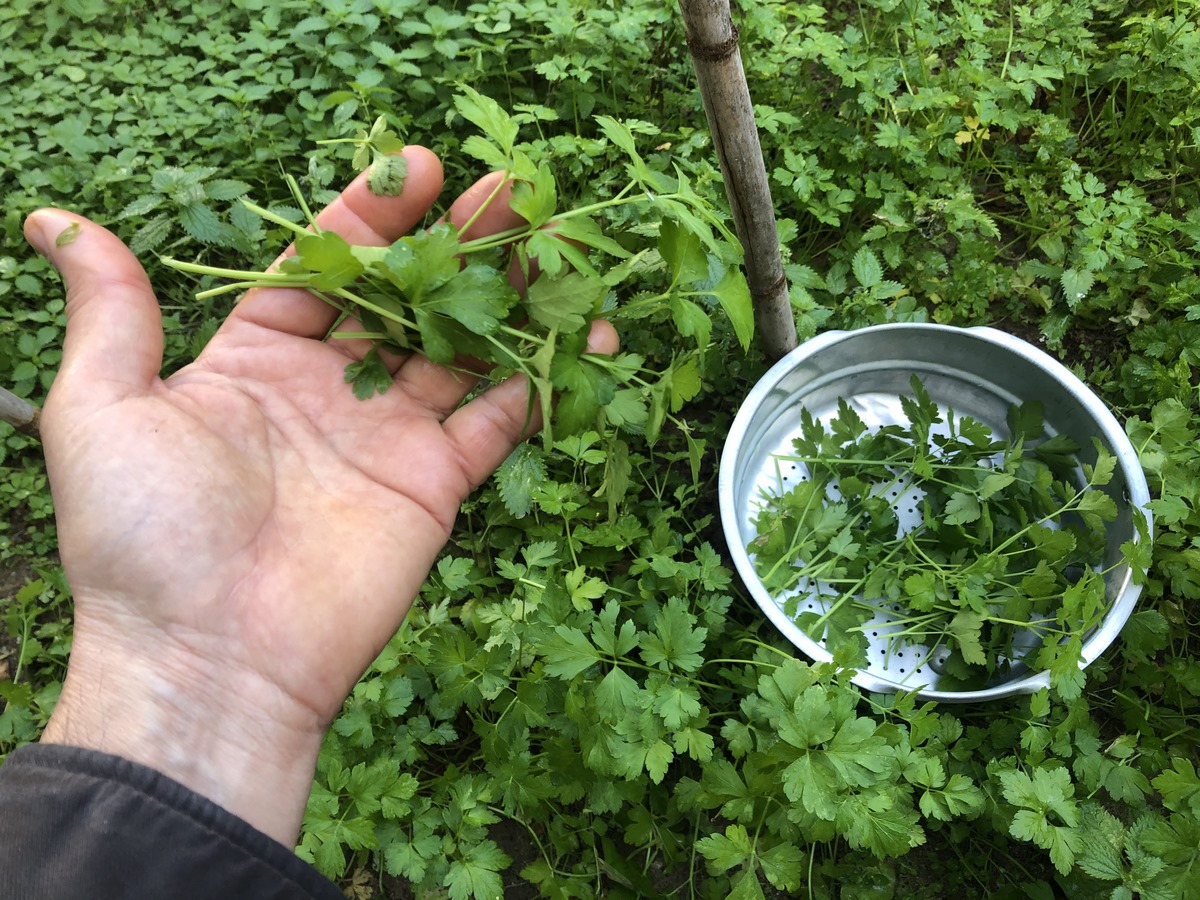 Whether you are an experienced gardener or just starting out, I am here to help you harvest your parsley the correct way. Let's uncover the secrets together!