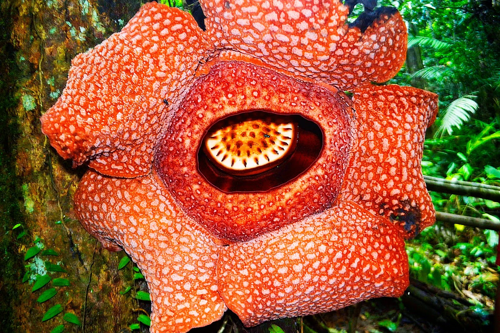 10 Gambar  Flora Rafflesia  Arnoldii