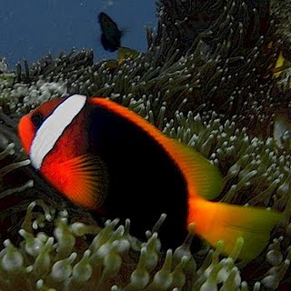 Clown Fish