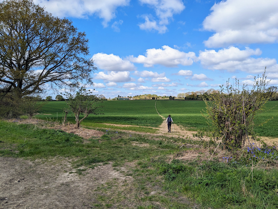 Head NW across the arable field on Abbots Langley footpath 17