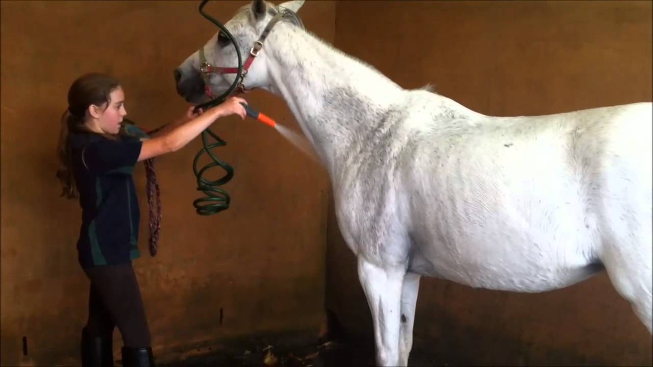 Un veterinario equino es un doctor en medicina veterinaria que brinda atención médica a los caballos. Sus responsabilidades pueden variar desde realizar exámenes de bienestar, tratar lesiones, hasta especializarse en ciertas áreas de este campo. Los veterinarios equinos solo pueden tratar caballos, pero sus oportunidades profesionales son enormes.