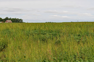 waterhemp-in-soybeans