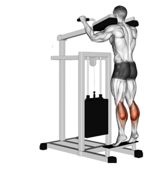 Standing Calf Raise: