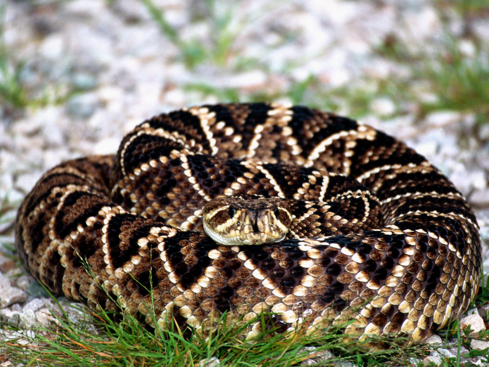 Venomous Snakes Of Florida Phillips Natural World