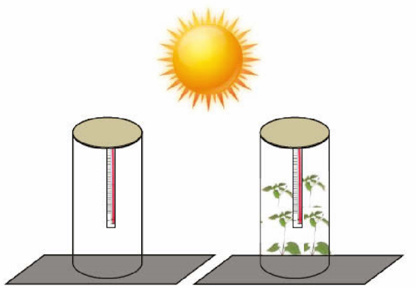 Percobaan pengaruh tanaman terhadap suhu Bumi