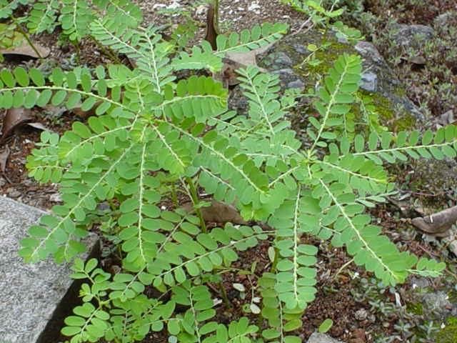 GardenSeed Phyllanthus niruri 