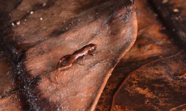 Pesquisa comprova que o menor anfíbio do mundo é o sapo-pulga endêmico do sul da Bahia